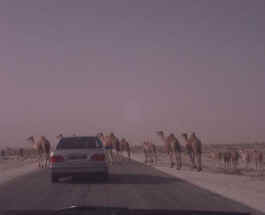 Camel Crossing on road to Nouakchott.