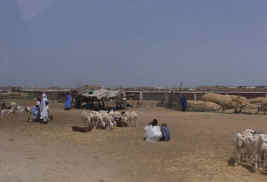 Goats outside of Nouakchott.