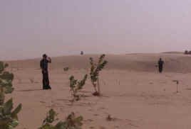 Tree Planting outside of Nouakchott.