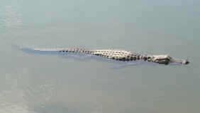 Gators? In Florida? naahh!